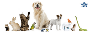 transporteur d animaux