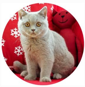chat blanc